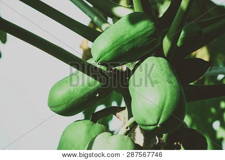 Papaya Tree With Fruits Grown On Organic Farm.