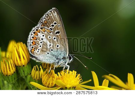 The Geranium Argus (aricia Eumedon). Daytime Butterfly