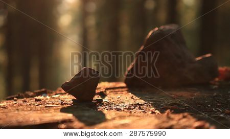 Forest Background. Stone On Trunk. Nature. Desktop Background.
