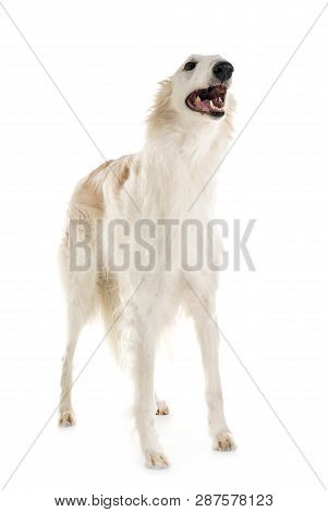White Borzoi In Front Of White Background