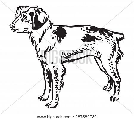Decorative Outline Monochrome Portrait Of Standing In Profile Brittany Dog, Vector Isolated Illustra