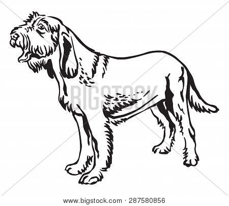 Decorative Outline Monochrome Portrait Of Standing In Profile Spinone Italiano Dog, Vector Isolated 