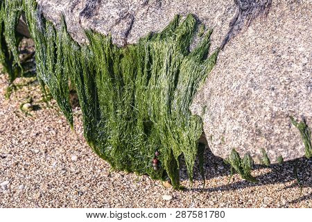 Green Algae Attached To The Stone At Low Tide To The Sea Shore Closeup