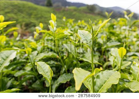 Tea Leaf At The Tea Platation In Cameron Highland, Malaysia