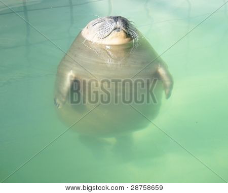 Afslappet segl i swimmingpoolen