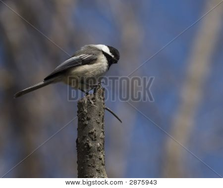 Poecile atricapillus (Parus Atricapillus)