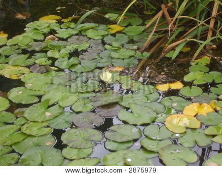 Water Lilies