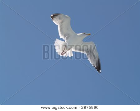 Gaviota solitaria