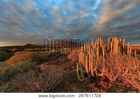Canary Endemic Spurge And Balsam Spurge Bushes At Sunset