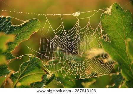 Cobweb Covered Droplets Of Rain. Water Droplets On Web Of Spider Living On Between Oak Leaves. Dew O