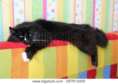Black Cat Laying On Colored Back Of Sofa. Domectic Animal Has A Rest