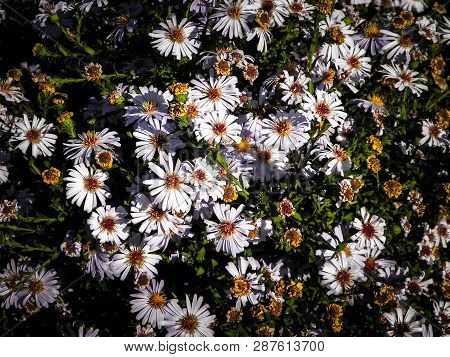 Gerbera Flowers As Nature Background. Daisy Gerbera Flowers, Summer Nature.