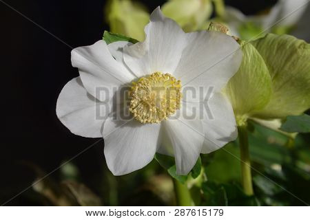 Christmas Rose Wintersun - Latin Name - Helleborus Niger Wintersun