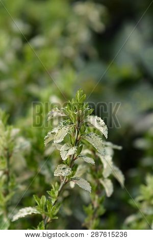 Wintercreeper Harlequin - Latin Name - Euonymus Fortunei Harlequin