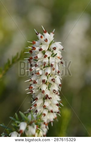 Darley Dale Heath - Latin Name - Erica * Darleyensis