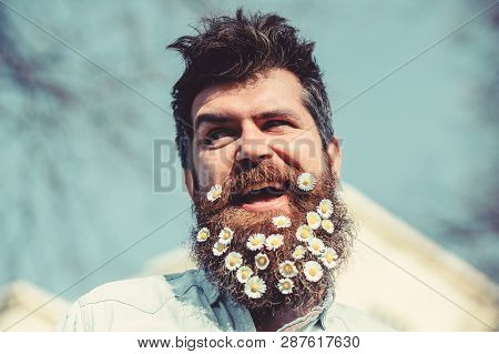 Guy With Daisy Or Chamomile Flowers In Beard. Rustic Style Concept. Hipster On Smiling Face With Flo
