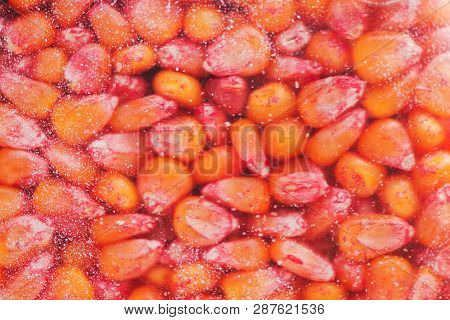 Chemically Treated Corn Maize Seed In Seeding Machine, Close Up Detail With Selective Focus