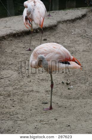 Rosa Flamingo