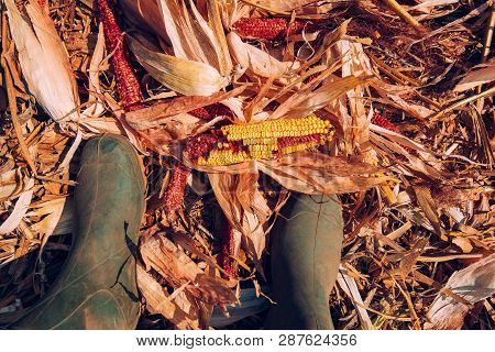 Farmer Standing Directly Above Corn Cob On The Ground, Leftovers For Gleaning In Harvested Cultivate