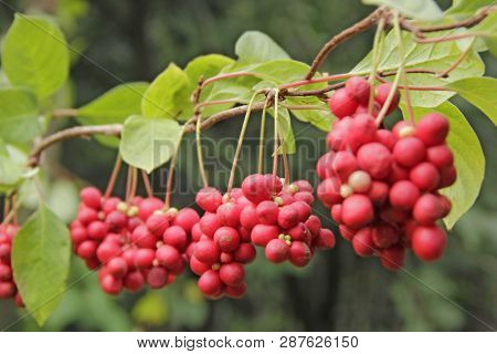Red Schisandra Growing On Branch In Row. Ripe Schizandra On Liana In Garden