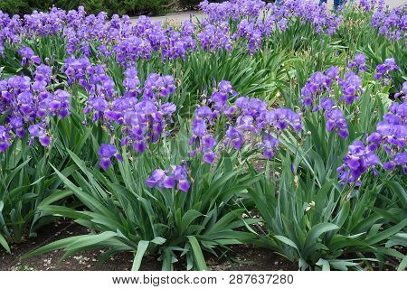 Garden With Lots Of Violet Flowers Of Iris Germanica In Spring