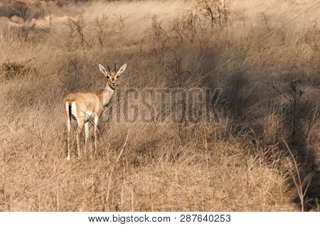 Chinkara Or Indian Gazelle In Ranthambore National Park In Rajasthan, India