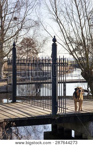 Fence Gate Guarded By A Dog In Lekkerkerk In The Netherlands