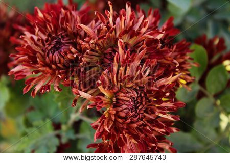 A Fresh Flower In The Ghani Bagh Park Of Hayatabad Peshawar. Peshawar Is Known As The City Of Flower