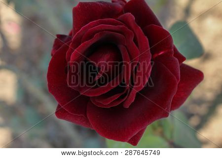 A Fresh Flower In The Ghani Bagh Park Of Hayatabad Peshawar. Peshawar Is Known As The City Of Flower