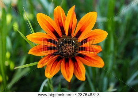 A Fresh Flower In The Ghani Bagh Park Of Hayatabad Peshawar. Peshawar Is Known As The City Of Flower