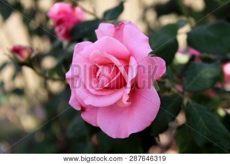 A Fresh Flower In The Ghani Bagh Park Of Hayatabad Peshawar. Peshawar Is Known As The City Of Flower