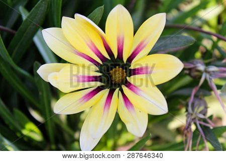 A Fresh Flower In The Ghani Bagh Park Of Hayatabad Peshawar. Peshawar Is Known As The City Of Flower