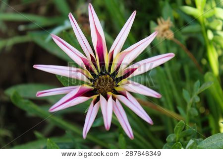 A Fresh Flower In The Ghani Bagh Park Of Hayatabad Peshawar. Peshawar Is Known As The City Of Flower
