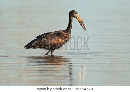 아프리카 Openbill 황새