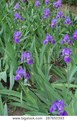 Flowerbed With Flowering Violet Iris Germanica In Spring