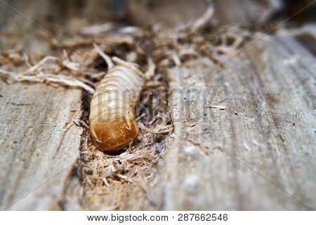 Larva Of A Large Poplar Longhorn Beetle (saperda Carcharias) In The Wood Of A Poplar Tree