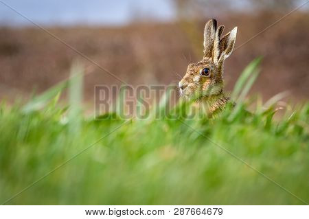 European Brown Hare (lepus Europaeus) In Summer Farmland Setting