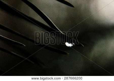 Detail Of A Raindrop On The Needle With The Bookeh Background