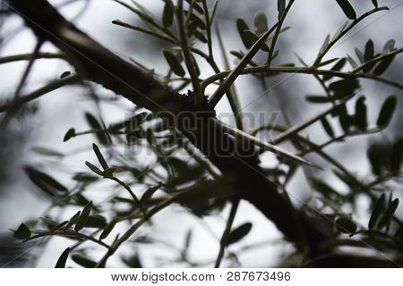 Concealed Thorns On A Branch Of African Thorn Tree  (vachellia Sp.)