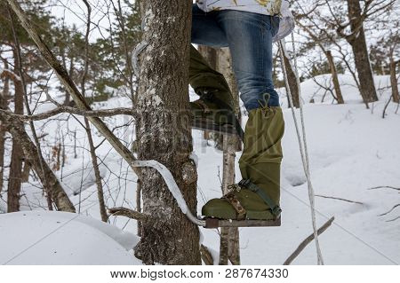 Legs Of A Man Climbing A Tree With Pole Climbers On His Feet. Winter.