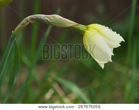 White And Yellow Narcissus Daffodil Flower Outdoors In Spring. Close-up