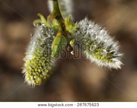 Early Spring Flowering Male Catkins (pussy Willow, Grey Willow, Goat Willow). Branches With Expanded