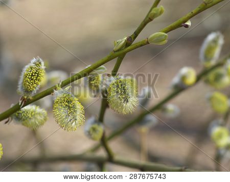 Early Spring Flowering Male Catkins (pussy Willow, Grey Willow, Goat Willow). Branches With Expanded
