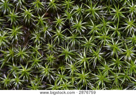 Moss