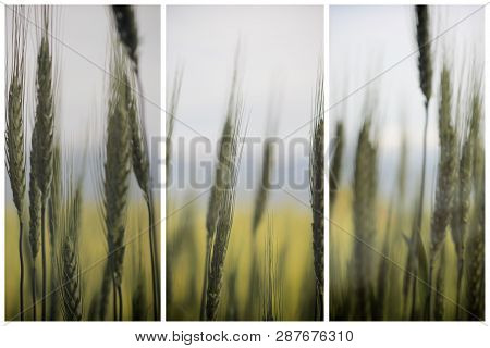 Green Wheat Ears Background Triptich Concept Design