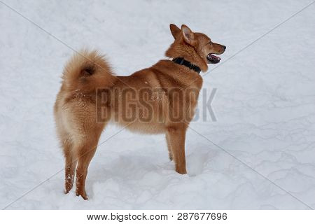 Cute Red Shiba Inu Is Standing On The White Snow In The Park. Pet Animals.