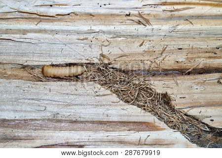 Larva Of A Large Poplar Longhorn Beetle (saperda Carcharias) In The Wood Of A Poplar Tree
