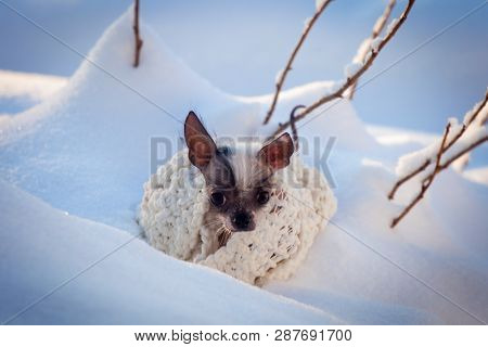 Peruvian Hairless And Chihuahua Mix Dog In The Winter Field