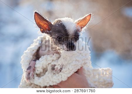 Peruvian Hairless And Chihuahua Mix Dog In The Winter Field