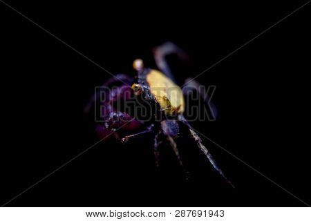 Little Purple Vampire Crab Isolated On Black